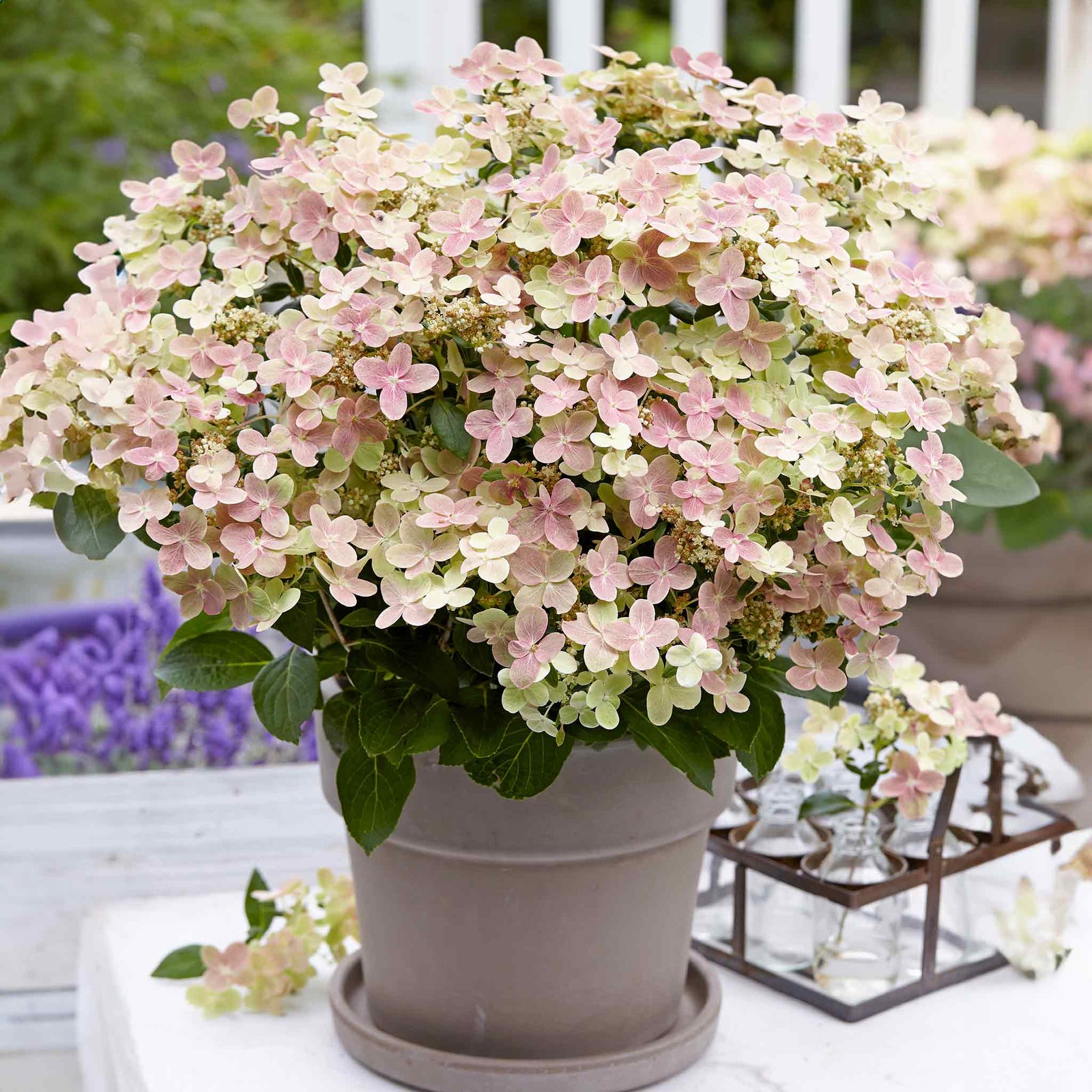 Hydrangea 'polestar' Compact Patio Shrub 50-90cm | 1 x 9cm | Multi Colour