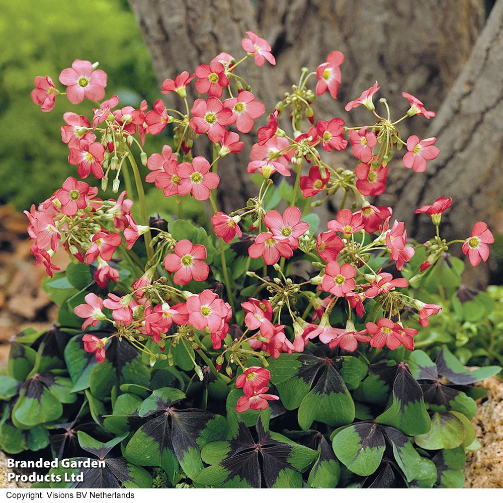 Summer Saver Bulb Mix Bulbs | 220 x Bulbs