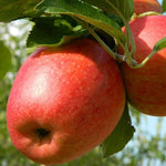 Dwarf Patio Braeburn Apple Tree 3-4ft Supplied In A 5 Litre Pot