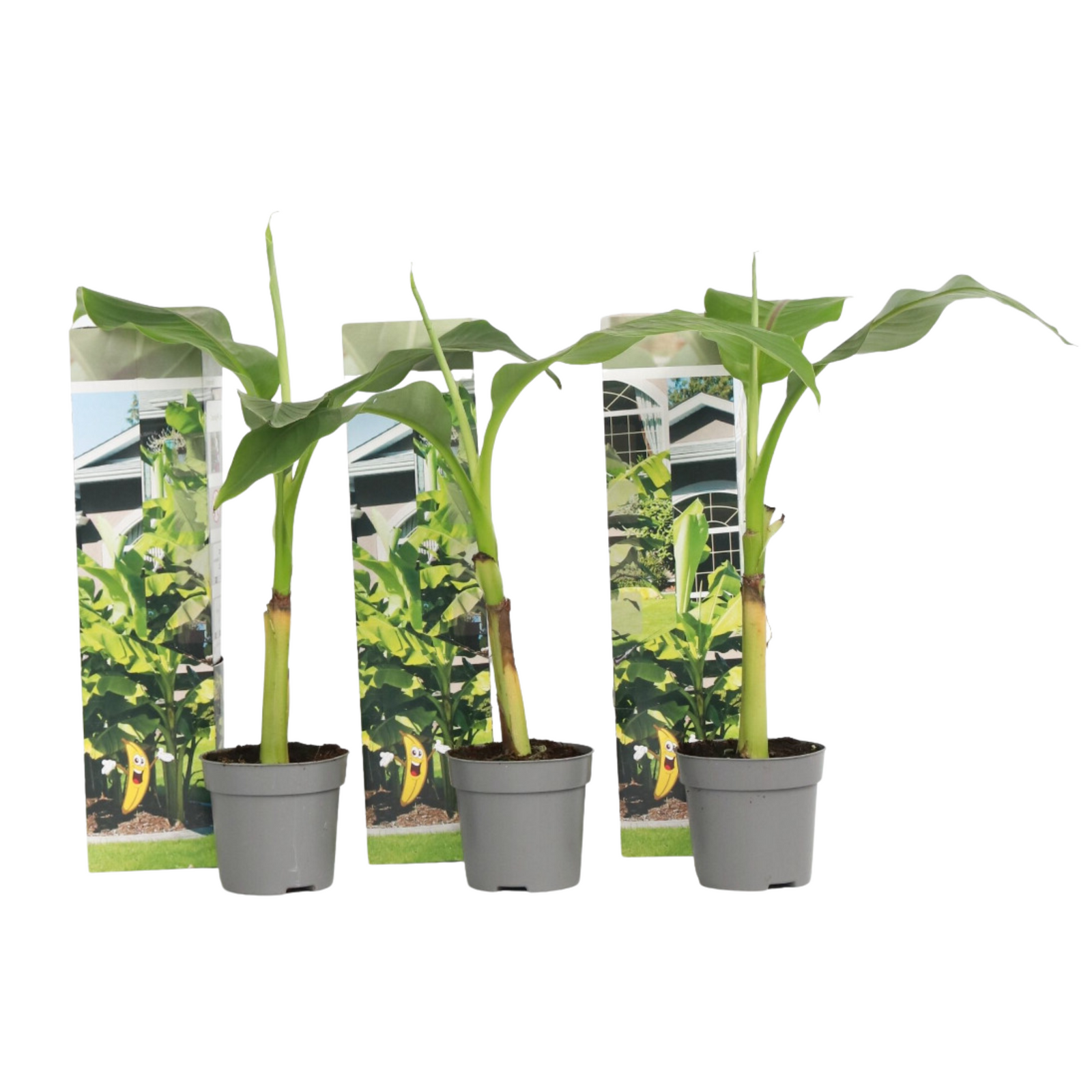 Hardy Banana - Musa Basjoo - Height 25-40cm - ⌀9cm | Set of 3 | Yellow