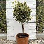 Direct Plants Euonymus Bravo Evergreen Standard Tree 100cm+ Tall Supplied In A 15 Litre Pot