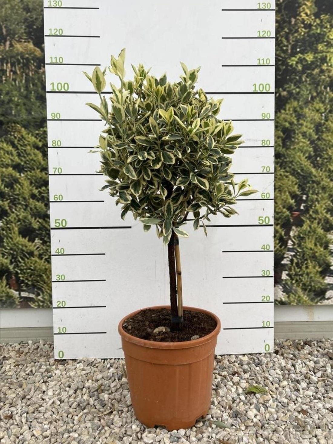 Direct Plants Euonymus Bravo Evergreen Standard Tree 100cm+ Tall Supplied In A 15 Litre Pot