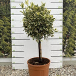 Euonymus Bravo Evergreen Standard Tree 100cm+ Tall Supplied In A 15 Litre Pot