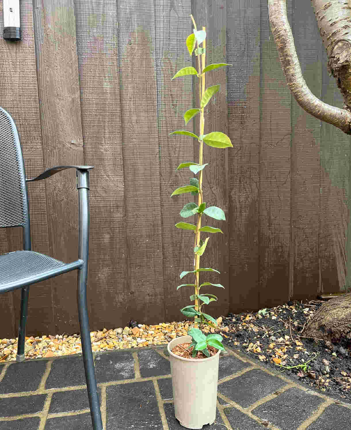 Trachelospermum Jasminoides - 2 Litre pot | Set-of-2 | White