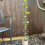 Trachelospermum Jasminoides - 2 Litre pot | Set-of-1 | White