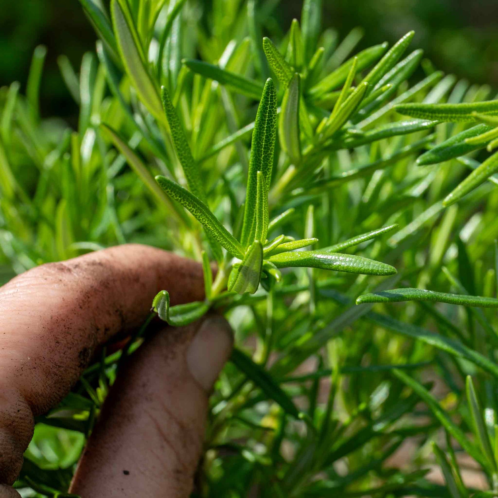 Rosemary 'upright' - Hardy Aromatic Herb | 6 x Plug Plants | Purple