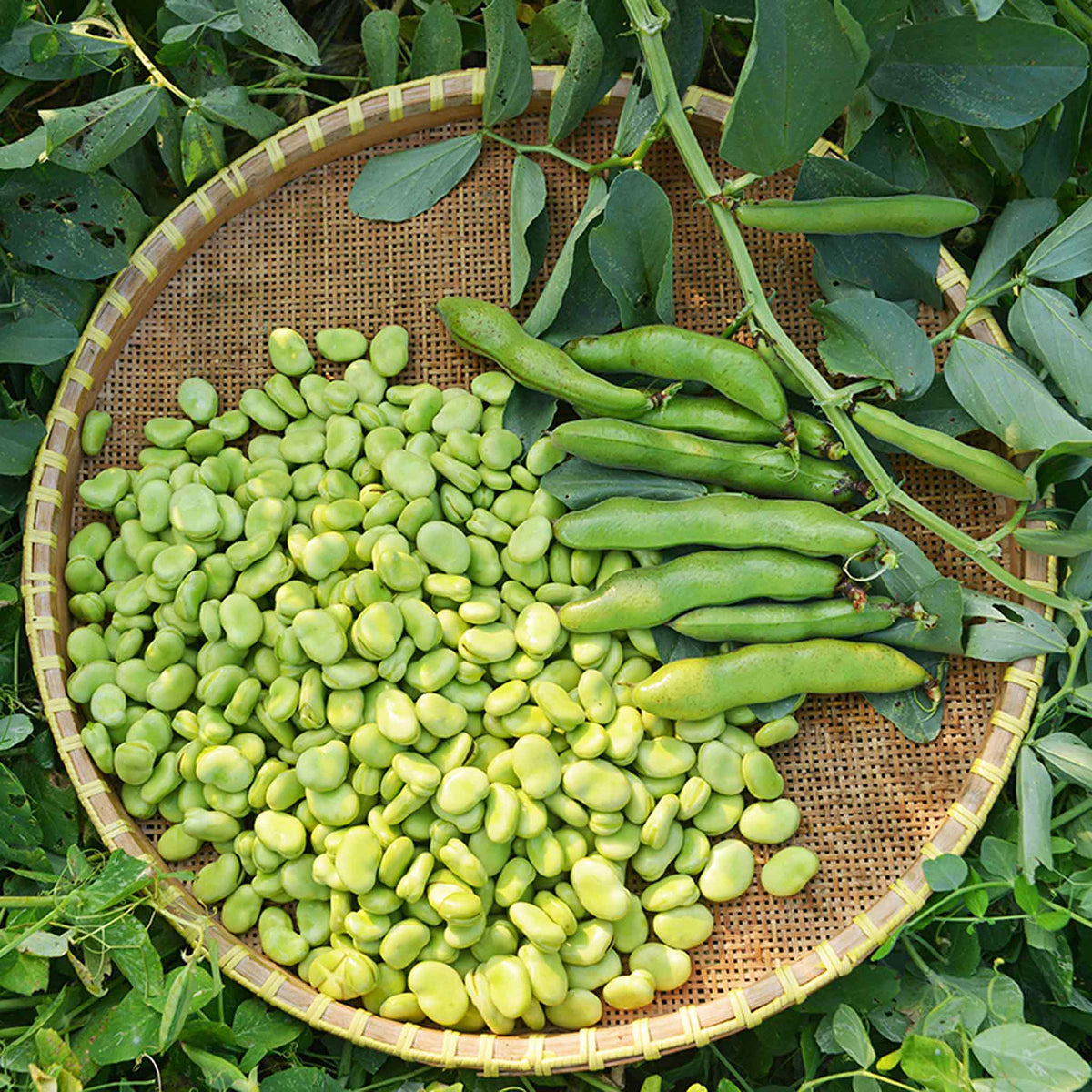 Broad Bean 'the Sutton' Compact Bush Variety Pro Grower Plugs | Set of 12 | Green