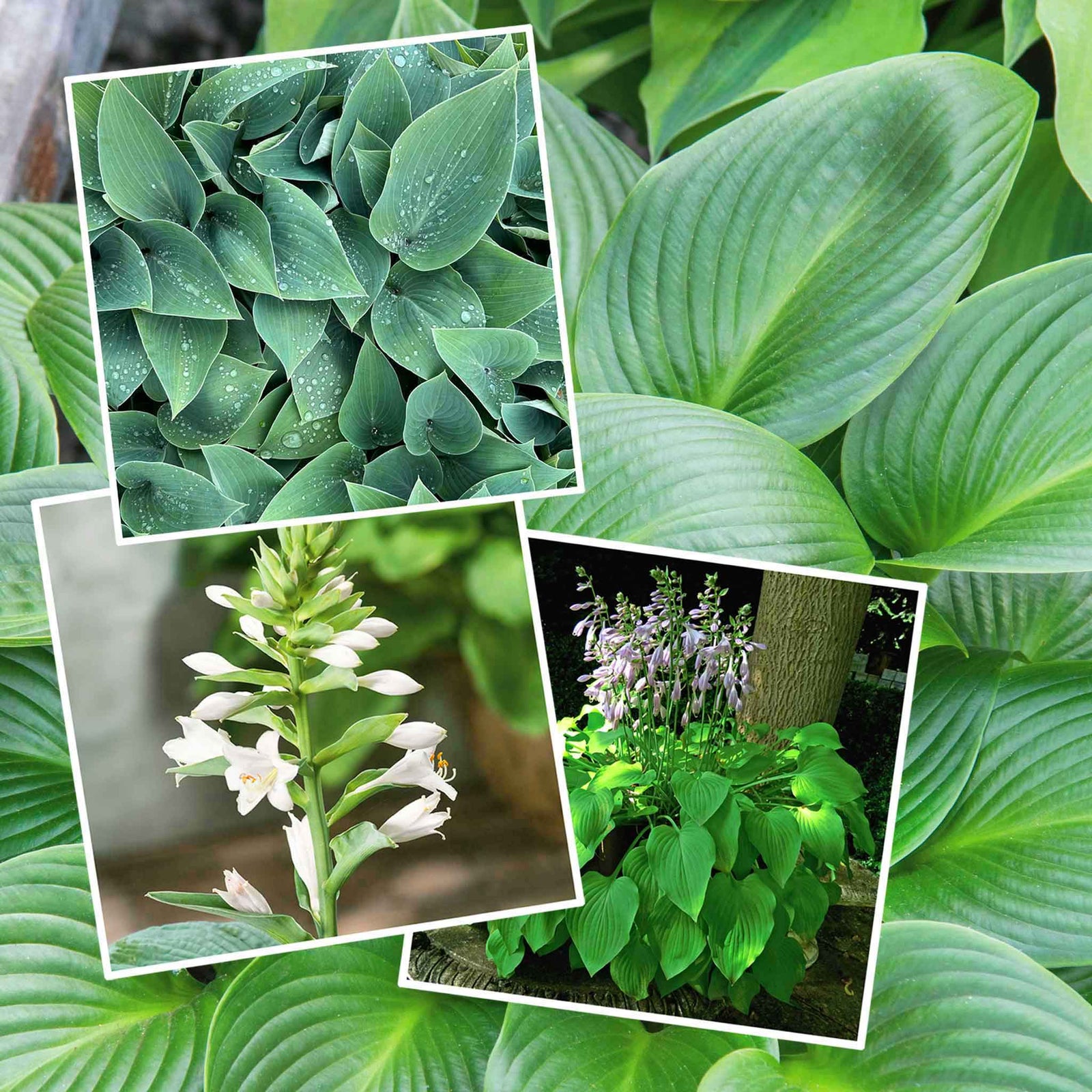 Hosta Slug Resistant Collection, 3 Bare Roots | 3 x Bare Root | Chartreuse