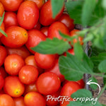 Montello Bush Tomato (determinate) 9cm Plants | Set of 3