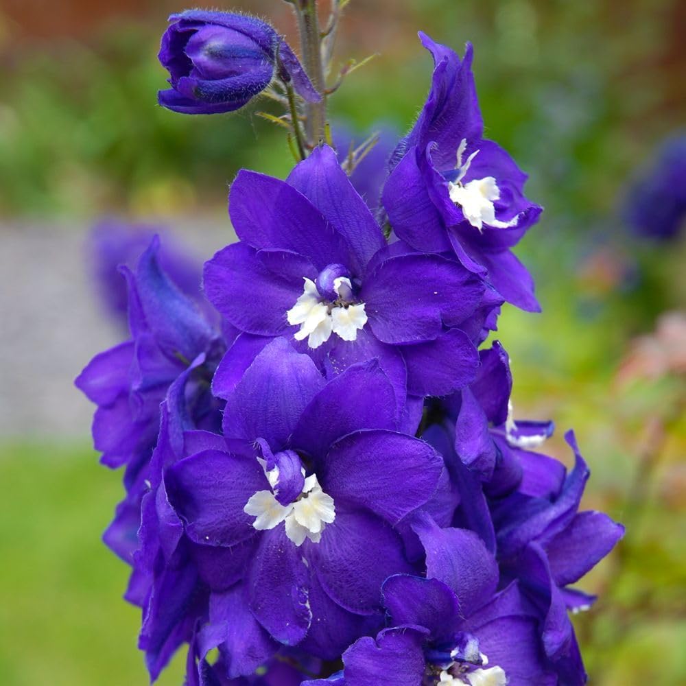 Delphinium Fountain Blue White Bee Garden Ready Plants | 12 x Garden Ready Plants