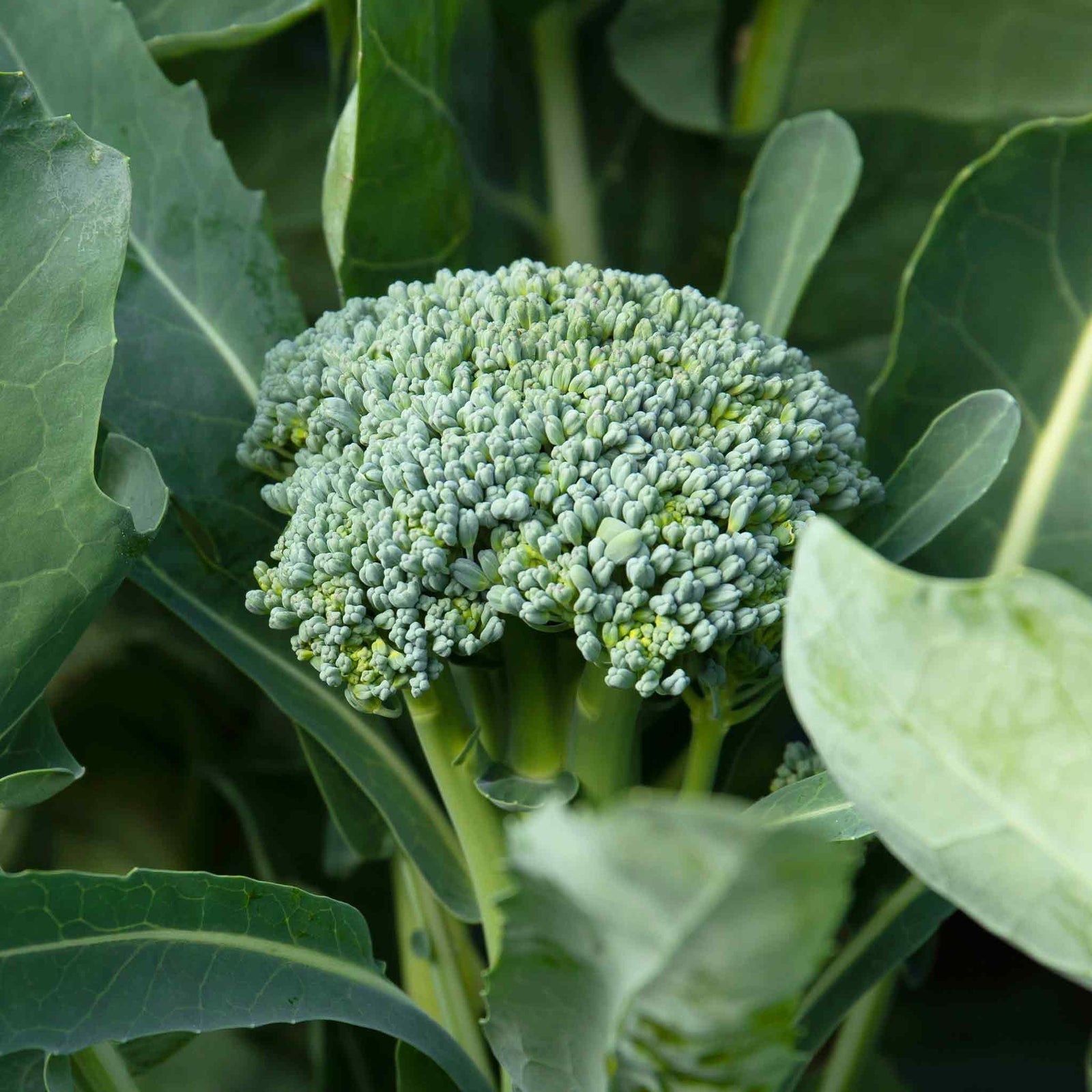 Brokali Seeds ‘columbia’ | 50 Seeds | Green