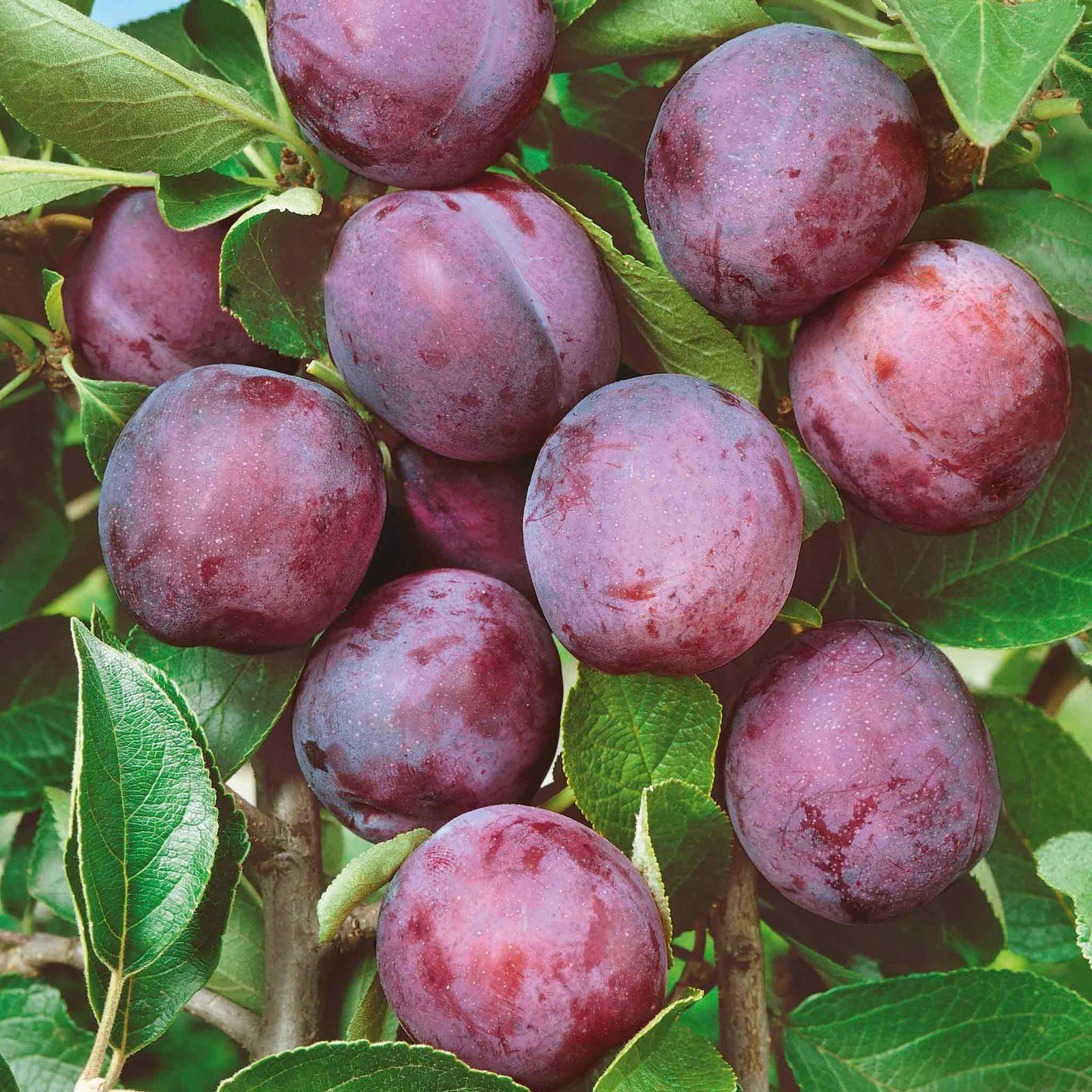 Plum Tree Marjorie's Seedling Bare-root Late-season Bare Root | 1 x Bare Root | Purple
