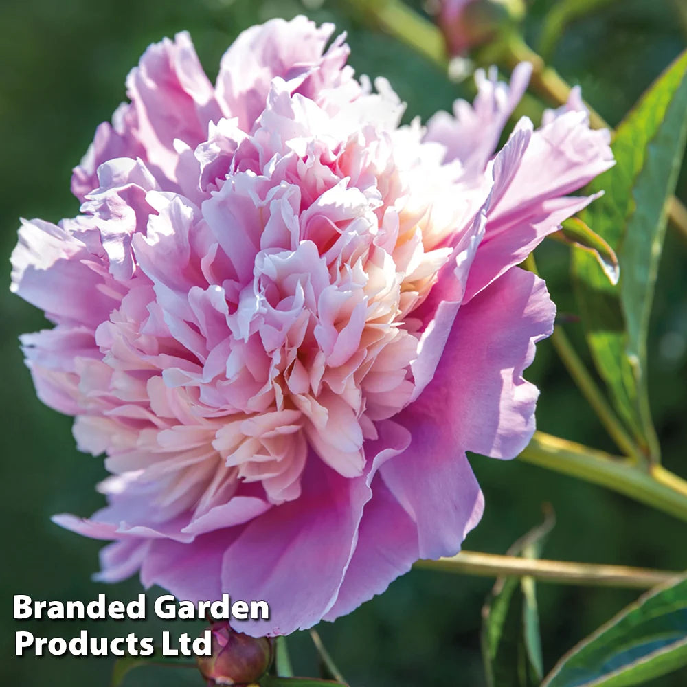Peony Sorbet Bare Root | 4 x Bare Roots