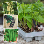 French Bean Summer Medley Mix - 36 Garden-ready Plugs | 36 x Garden Ready Plants | Green
