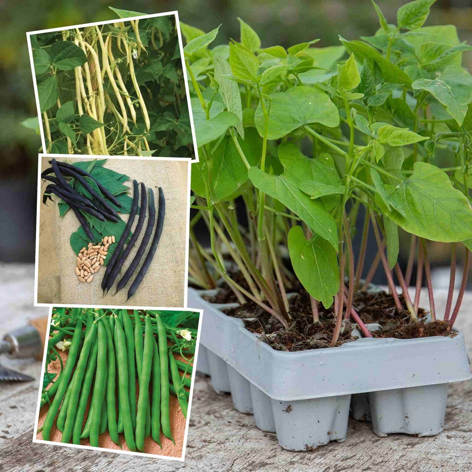 French Bean Summer Medley Mix - 36 Garden-ready Plugs | 36 x Garden Ready Plants | Green