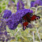 Buddleja Davidii 'adonis Blue' Shrub | 1 x 3L | Purple