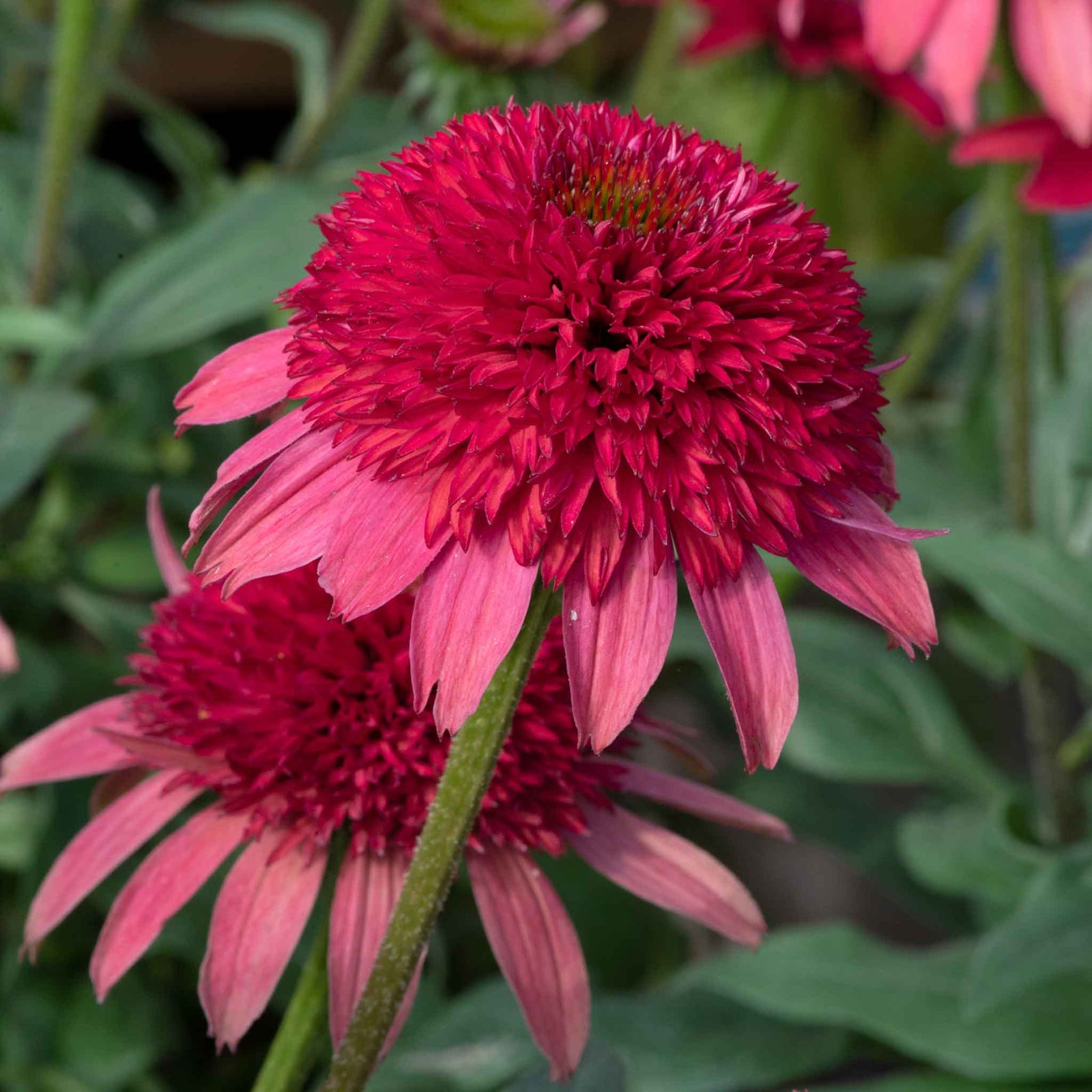 Echinacea 'sunny Days Ruby' - Compact Ruby-red Perennial | 1 x 2L | Red