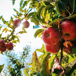 Apple Braeburn Fruit Tree 6ft Tall Supplied In A 12 Litre Pot