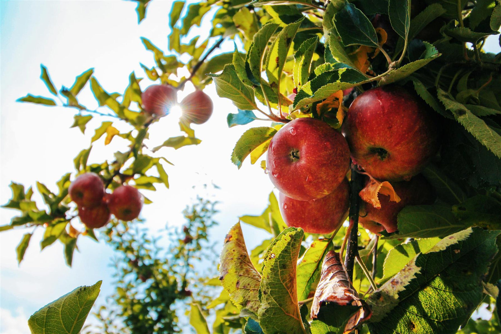 Apple Braeburn Fruit Tree 6ft Tall Supplied In A 12 Litre Pot
