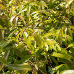 Clematis 'armandii' Evergreen Climber | 1 x 7.5L | Pink & White