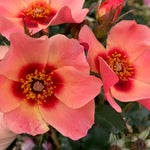 Rose 'for Your Eyes Only' Floribunda Roty 2015 | 1 x Bare Root | Pink