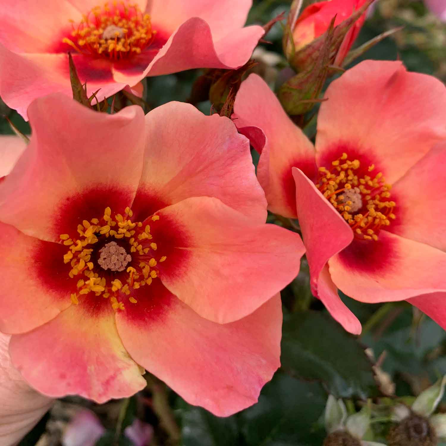 Rose 'for Your Eyes Only' Floribunda Roty 2015 | 1 x Bare Root | Pink