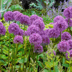 Allium Ultimate Mix - Pack Of 50 Mixed Allium Bulbs | 50 x Bulbs | Multi