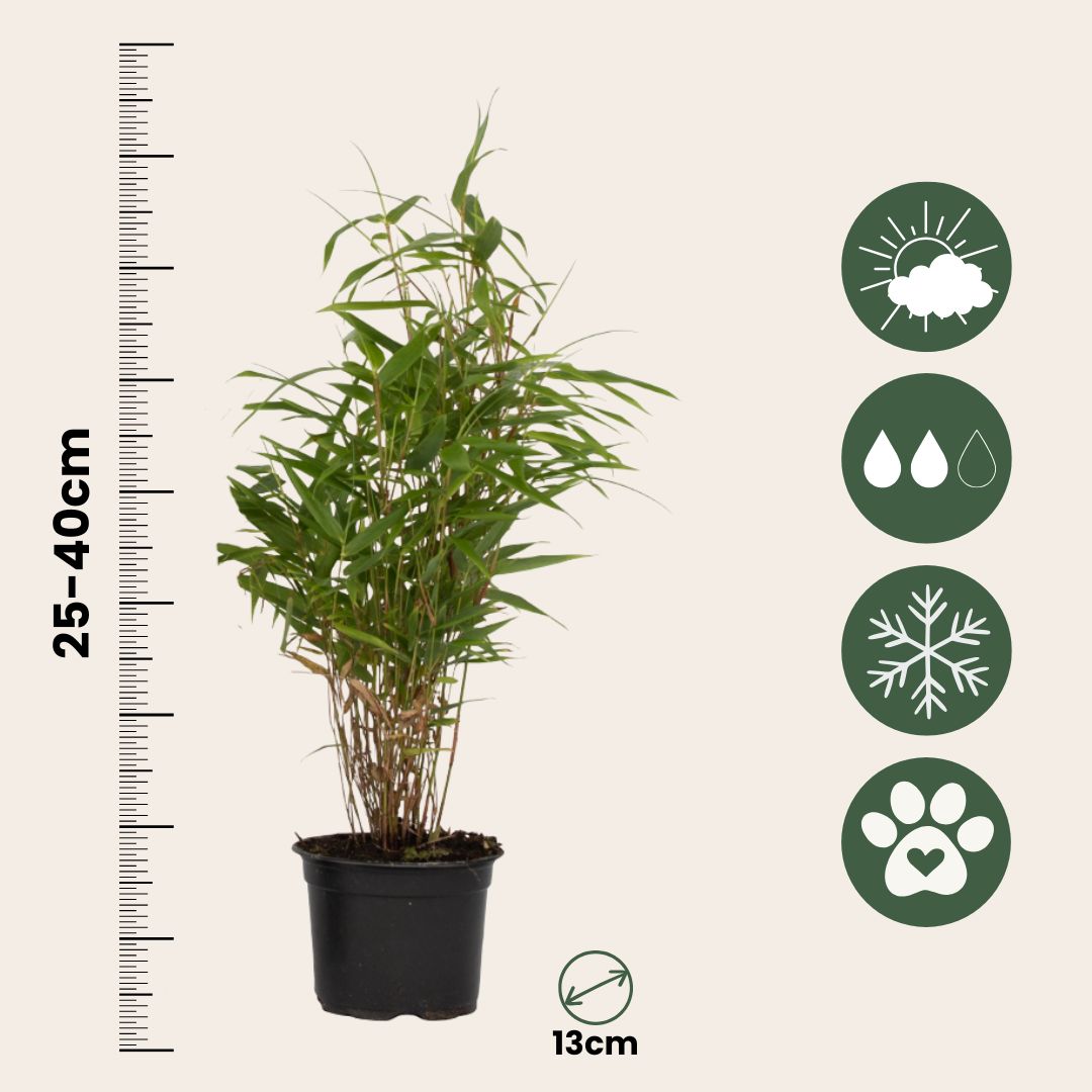 Dragonhead Bamboo - 6 Pcs. - Fargesia Rufa - Height 25-40cm - ⌀13cm | Set-of-6 | Green