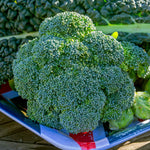 Broccoli 'marathon' Plant | 9 x 9cm | Green