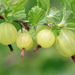Hayloft Gooseberry Bush Duo - 1 Red, 1 Green In 9cm Pots