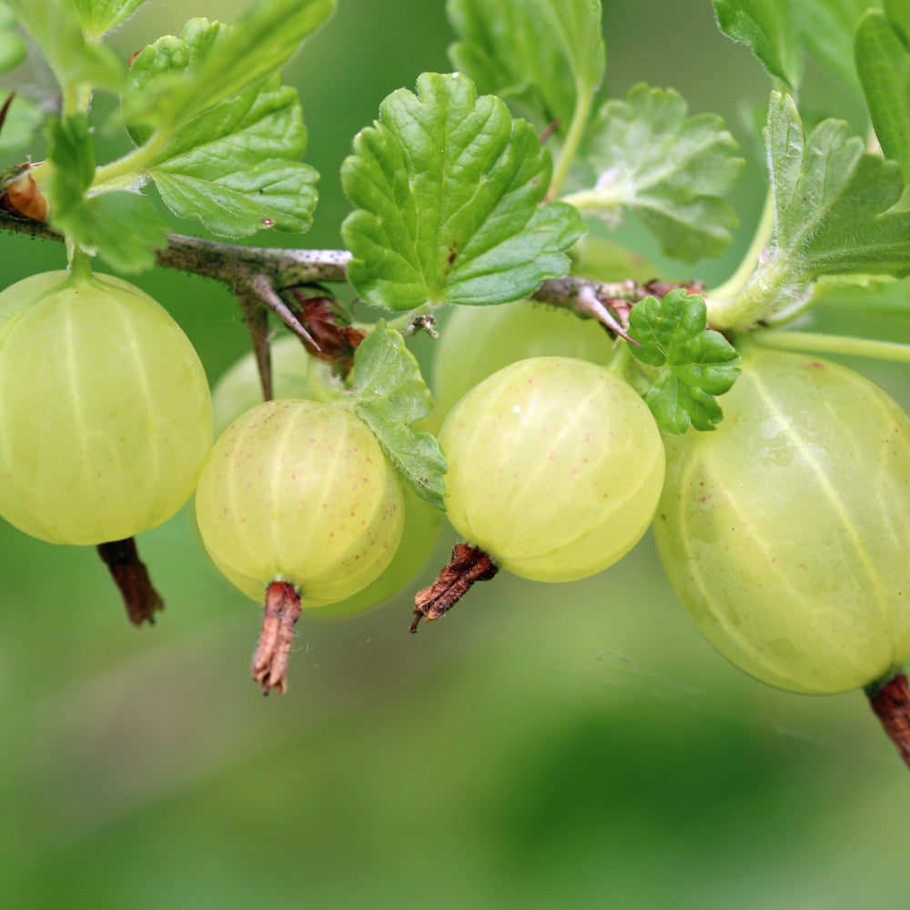 Gooseberry Bush Duo - 1 Red, 1 Green In 9cm Pots
