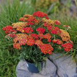 Yarrow 'colour Burst Red' (achillea Millefolium) | 3 x Jumbo Plugs | Red