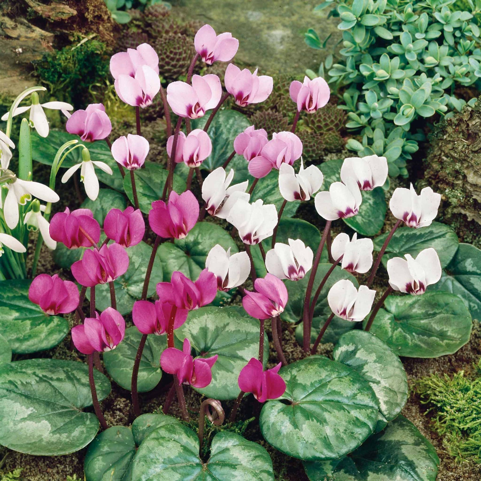 Cyclamen Coum | 5 x Bulbs | Red & White
