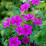 Timeless Hardy Geranium Collection - Bare roots | Set-of-6 | Multi Colour