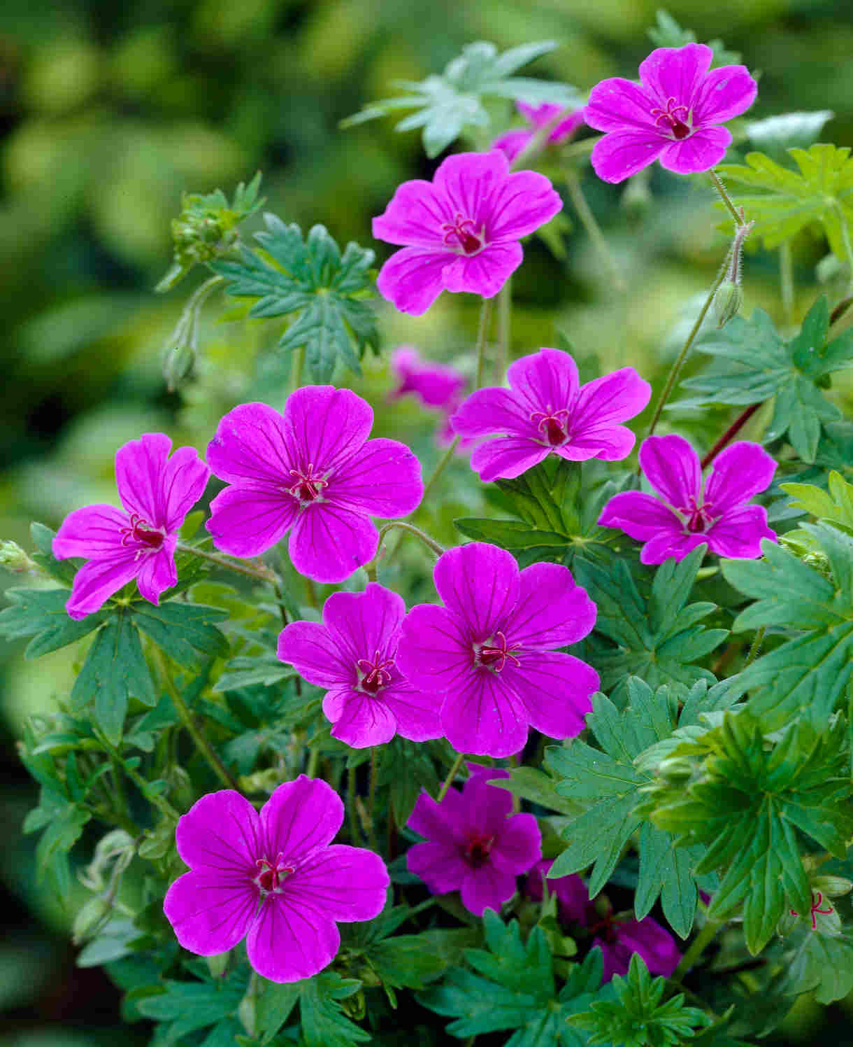 Timeless Hardy Geranium Collection - Bare roots | Set-of-6 | Multi Colour