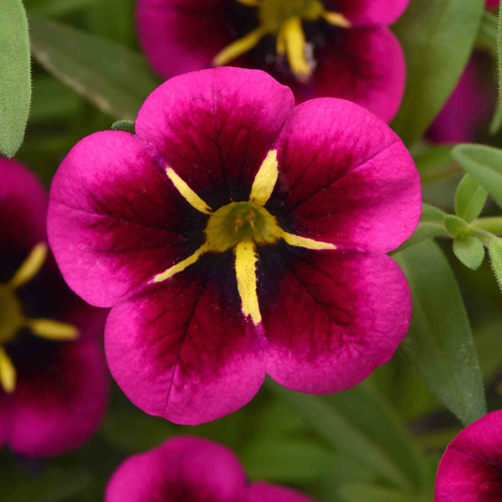 Calibrachoa 'cabaret Good Night Kiss' - Fuchsia Trailing Bedding Plant | 12 x Plug Plants | Fuchsia