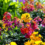 Hayloft Wallflower Bare Roots - Bunch Of 15