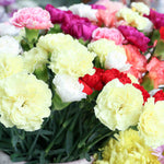 Hayloft Dianthus Collection, Garden Pinks - 12 Young Plants