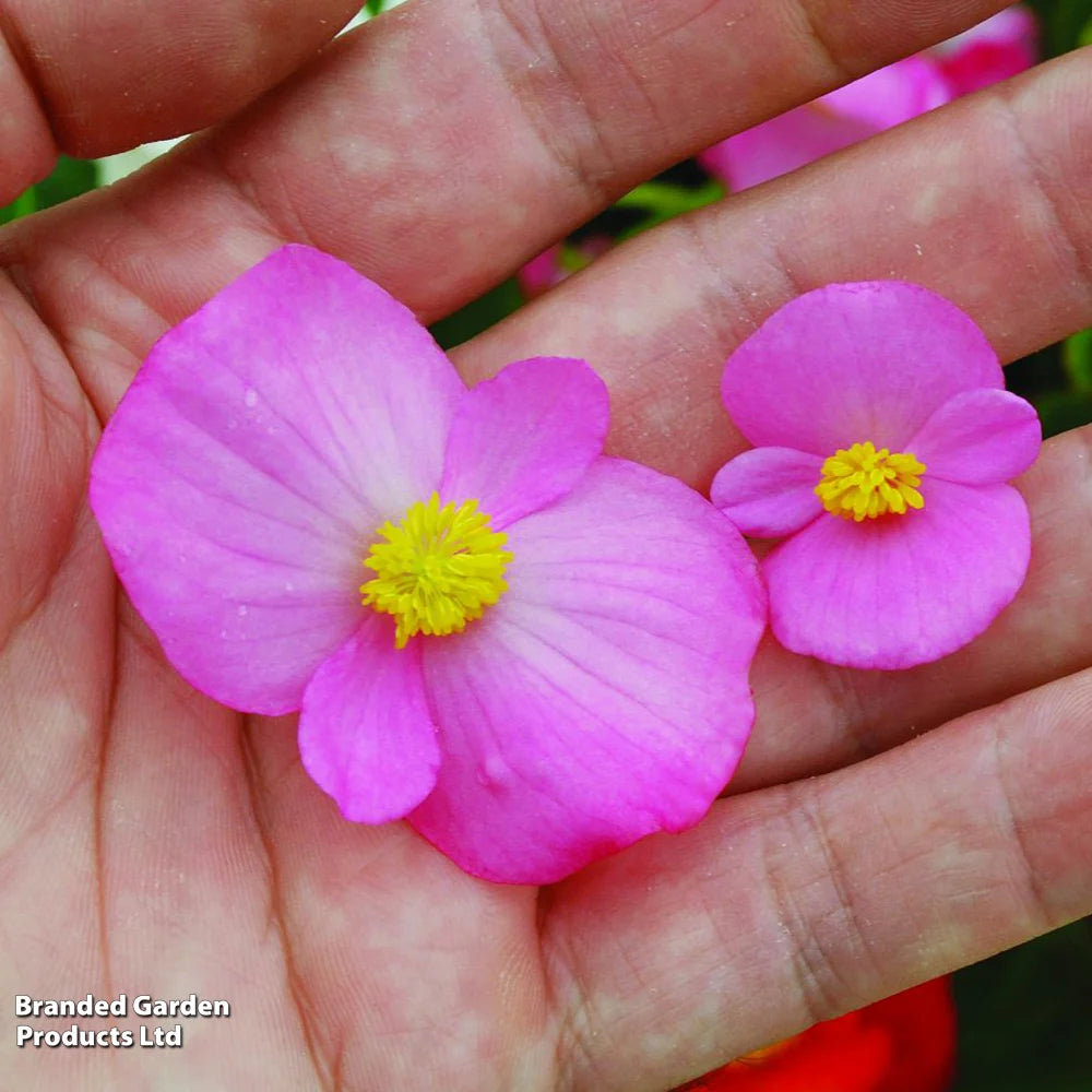 Begonia Lotto Mixed Garden Ready Plants | 48 x Garden Ready Plants
