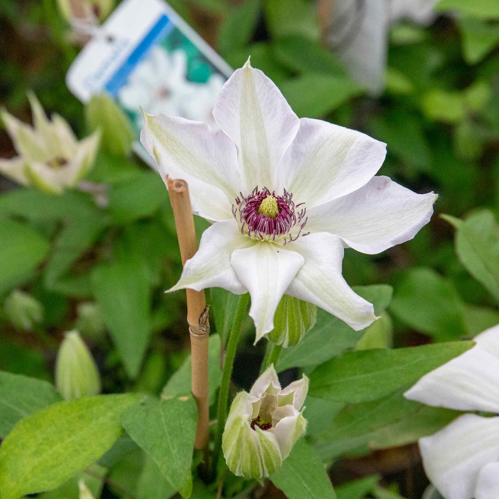 Clematis Miss Bateman Hardy White Climber | 1 x 2L | Green & White