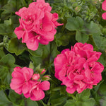 Geranium 'sunflair Linda Pink' - Trailing Ivy-leaf Pink | 12 x Plug Plants | Pink