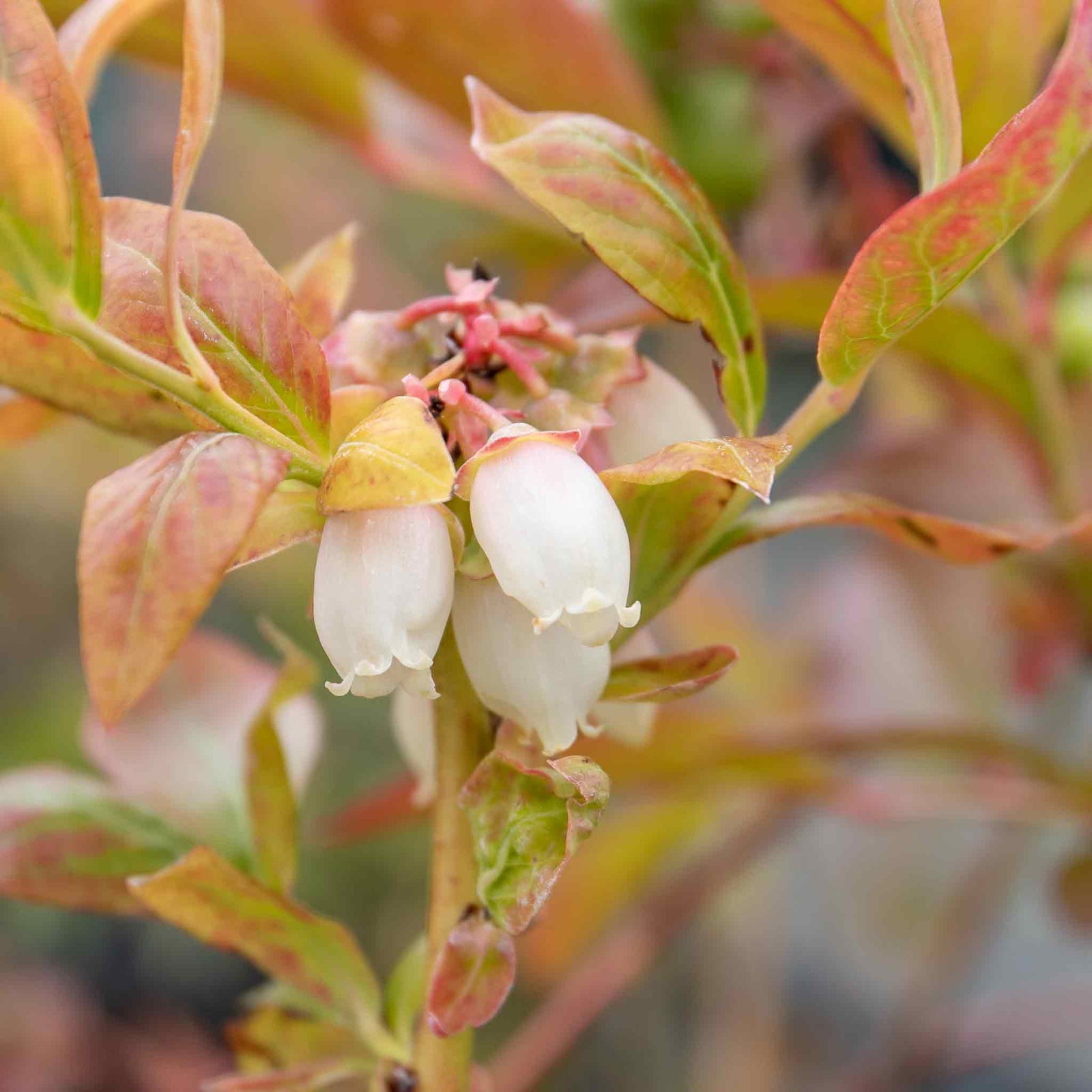 Blueberry Plant 'northcountry' | 1.5L