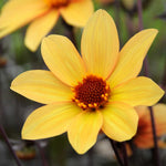 Dahlia Tuber 'bishop Of York', Yellow Single Flowers, Dark Foliage | 1 x Bulb | Multi