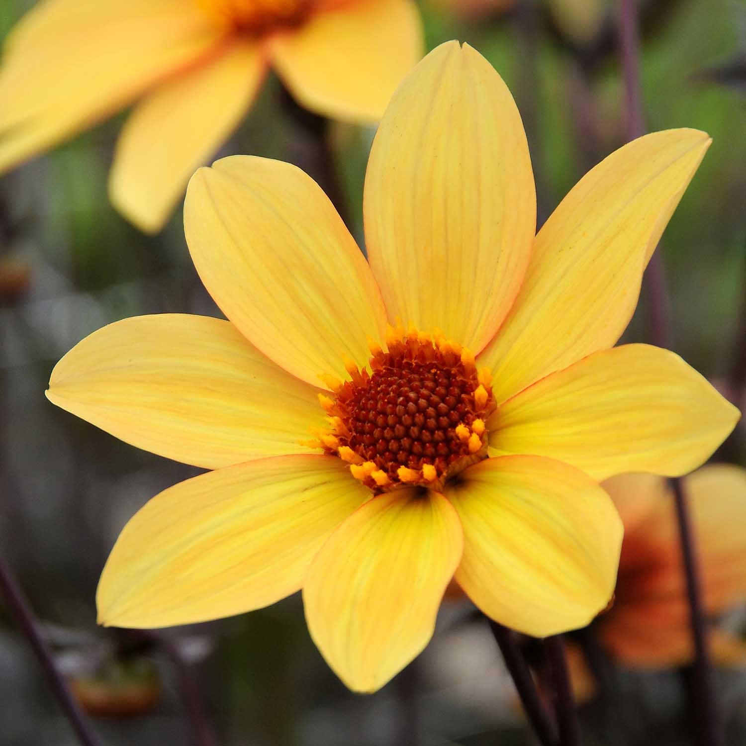 Dahlia Tuber 'bishop Of York', Yellow Single Flowers, Dark Foliage | 1 x Bulb | Multi