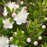 Myrtus Tarentina Fragrant Evergreen Shrub Supplied In A 9cm Pot