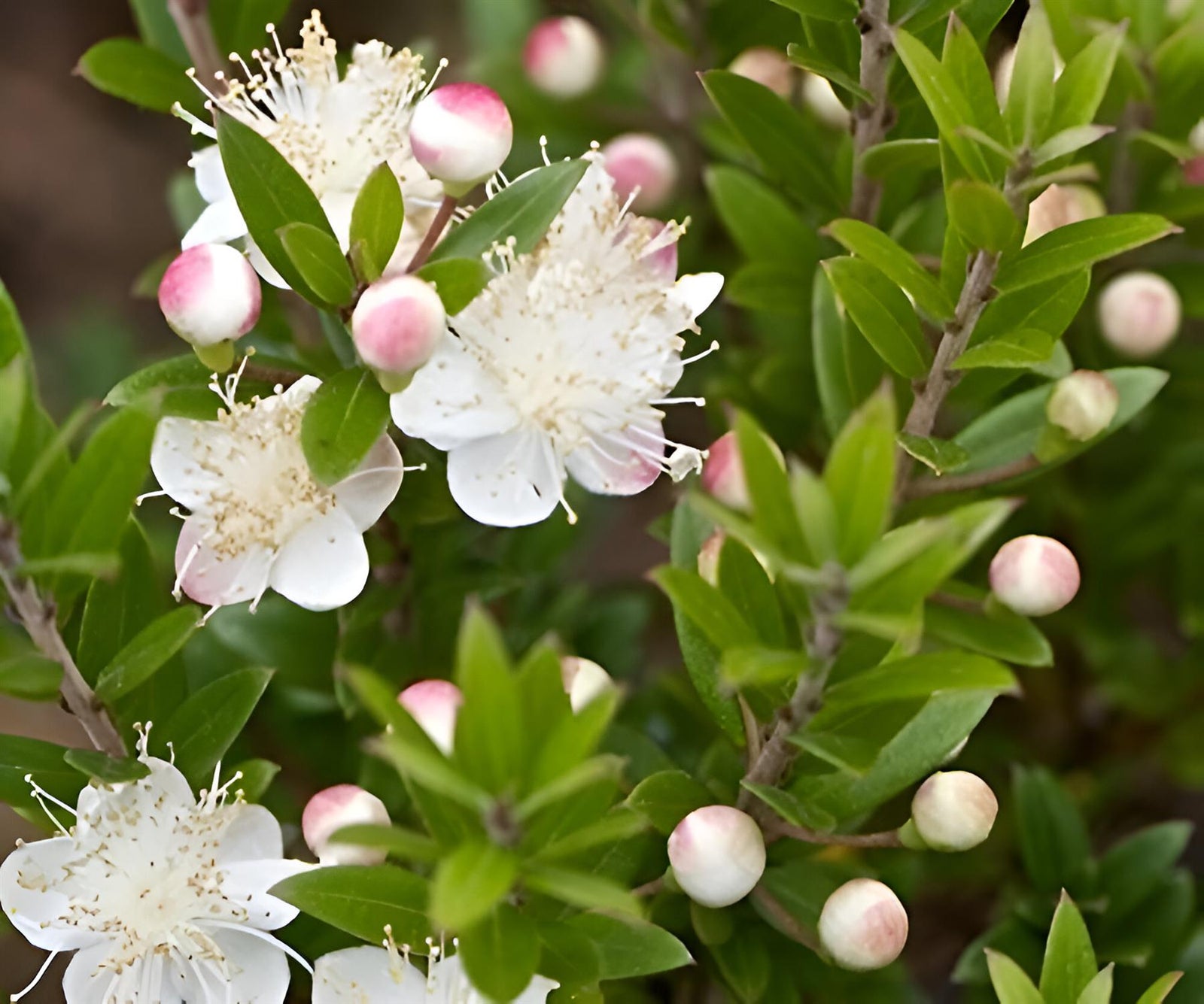 Myrtus Tarentina Fragrant Evergreen Shrub Supplied In A 9cm Pot