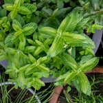Mint 'spearmint' | 3 x 7cm Plants