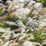 Hayloft Miscanthus sinensis 'Kleine Fontäne' - 1 x 9cm pot.