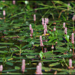 Native Aquatic Plant Collection - 3 Charming Plants For Your Pond Supplied In 9cm Pots