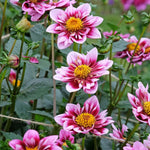 Dahlia 'liquid Desire' - 3l Pot | 2 x 3L | Pink